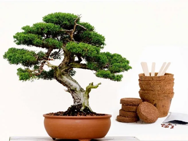 Bonsai Boompje Kit: Origineel Cadeau voor Mama